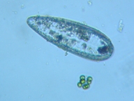 fig.10 �s�ڂO�S