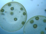 fig.11 �I�I�q�Q�}������