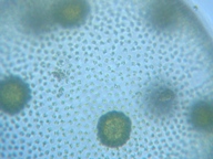 fig.12 �I�I�q�Q�}������