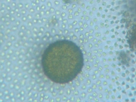 fig.13 �I�I�q�Q�}������