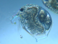 fig.01 �]�E�~�W���R