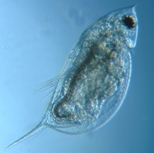 fig.02 �n���i�K�~�W���R