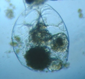 fig.03 �t�N�������V