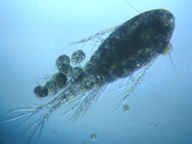 fig.04 �P���~�W���R�i���X�j