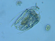 fig.06 �n�l�E�f�����V