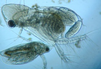 fig.07 �I�i�K�~�W���R�i���X�j