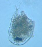 fig.08 �e�}�������V���h�L