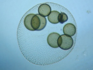 fig.09 �I�I�q�Q�}����