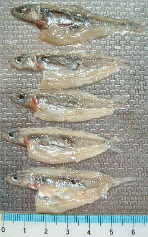 fig.01 �Ӊ���P�P�T���ڂ̃��J�T�M