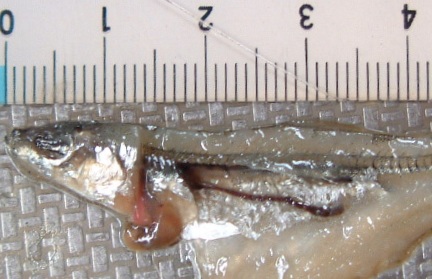 fig.02 ���o�i���j