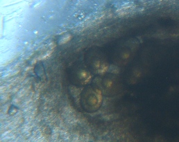 fig.05 ���Ǔ��e��