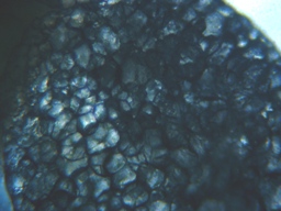 fig.06 ���Ǔ��e��