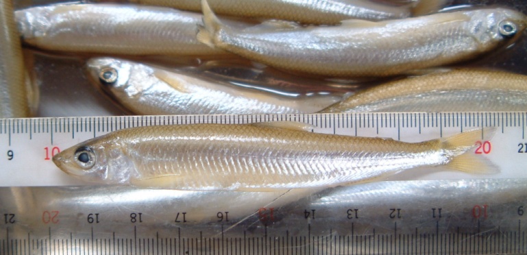 fig.01 ���v���̃��J�T�M�i�S���P�O�S�����j