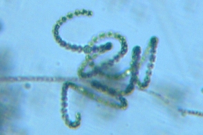 fig.04 �A�i�x�i