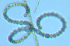 fig.05 �A�i�x�i