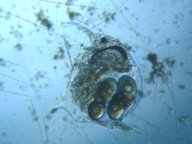 fig.01 �]�E�~�W���R