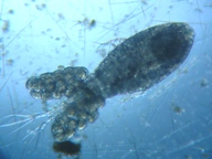 fig.02 �P���~�W���R�i���X�j