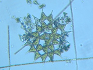 fig.06 �N���V���E��