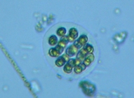 fig.08 �q�Q�}������