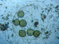 fig.09 �I�I�q�Q�}������