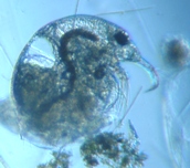 fig.01 �]�E�~�W���R