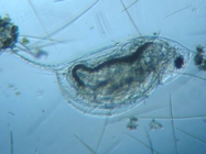 fig.02 �n���i�K�~�W���R