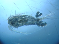 fig.03 �P���~�W���R�i���X�j