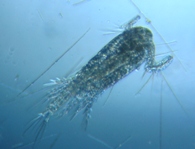 fig.04 �P���~�W���R�i�I�X�j