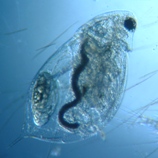 fig.05 �~�W���R