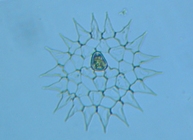 fig.07 �N���V���E��