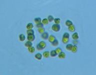 fig.11 �q�Q�}������