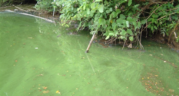 fig.03 �_�Љ��̐��̉؁i�A�I�R���ہj