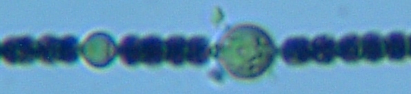 fig.01 �A�i�x�i��