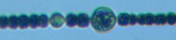 fig.02 �A�i�x�i��