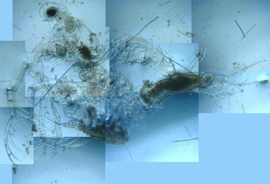 fig.01 �T�R�΂̃m���E���̂T