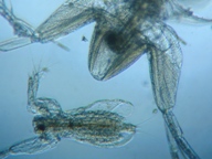 fig.02 �I�i�K�~�W���R