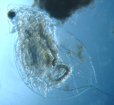 fig.04 �^�}�~�W���R�i���X�j