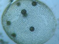 fig.06 �I�I�q�Q�}������