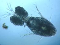 fig.01 �P���~�W���R�i���X�j