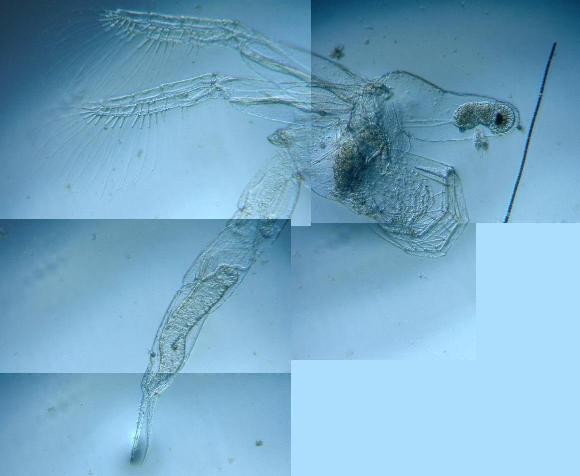 fig.01 �T�R�΂̃m���E���̂U