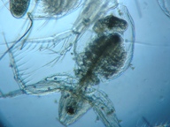 fig.02 �I�i�K�~�W���R�i���X�j