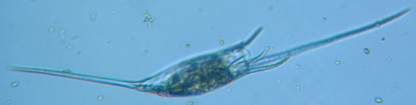 fig.04 �g�Q�i�K�����V