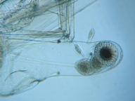 fig.05 �m���i���X�����j