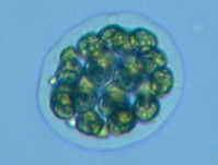 fig.06 �q�Q�}������