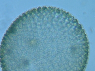 fig.07 �I�I�q�Q�}������