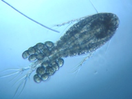 fig.01 �P���~�W���R�i���X�j