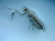 fig.02 �I�i�K�~�W���R