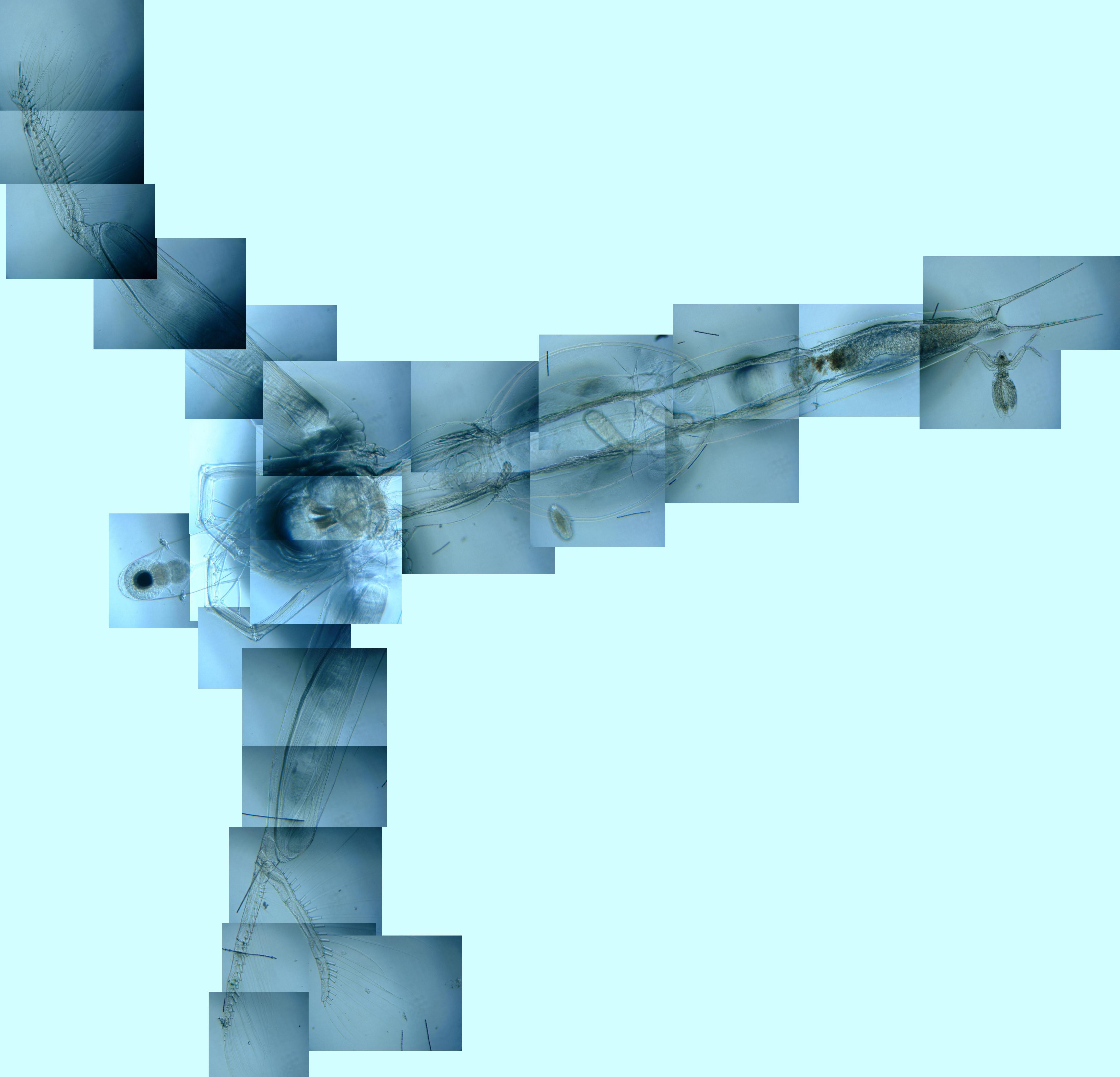 fig.01 �T�R�΂̃m���E���̂S