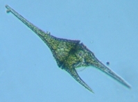 fig.05 �C�P�c�m�I�r���V