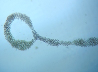 fig.01 �~�N���L�B�X�e�B�X